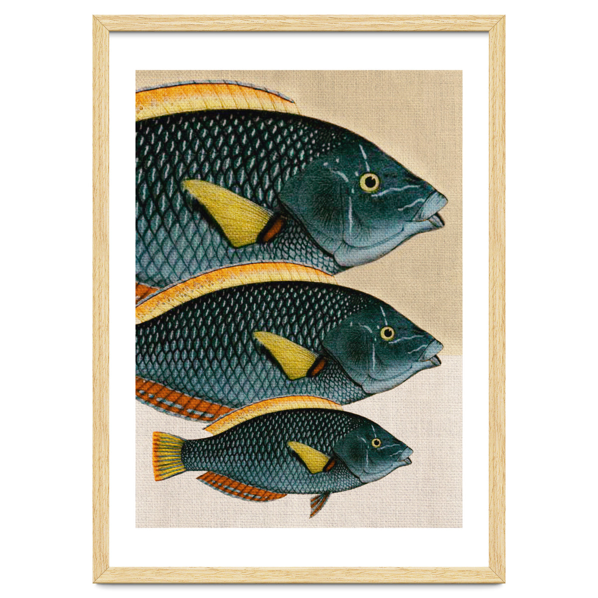 Fish Classic Designs 10