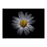 Backyard Flowers No 16 Color Version (Print Only) thumbnail