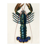 Crimson Crawfish illustrated (Print Only) thumbnail