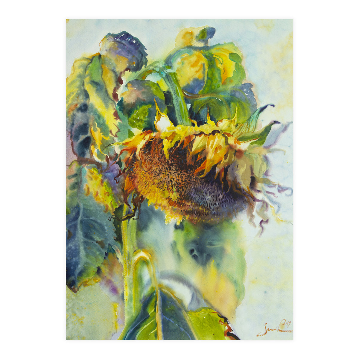 Sunflower Art. Sunny day sunflowers Art (Print Only)