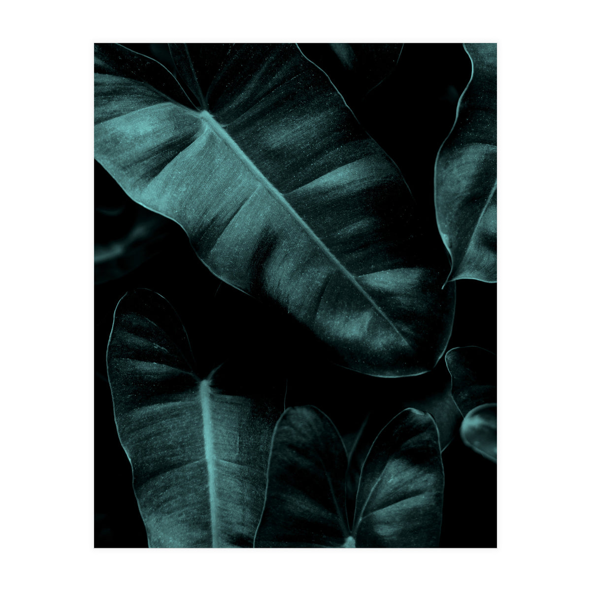 Dark Leafs (Print Only)