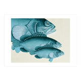 Fish Classic Designs 4 (Print Only) thumbnail