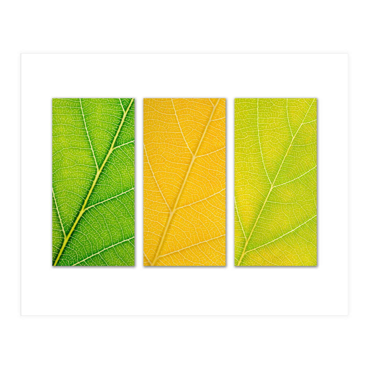 Autumn Leaves (Print Only)