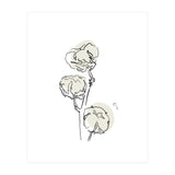 Cotton (Print Only) thumbnail