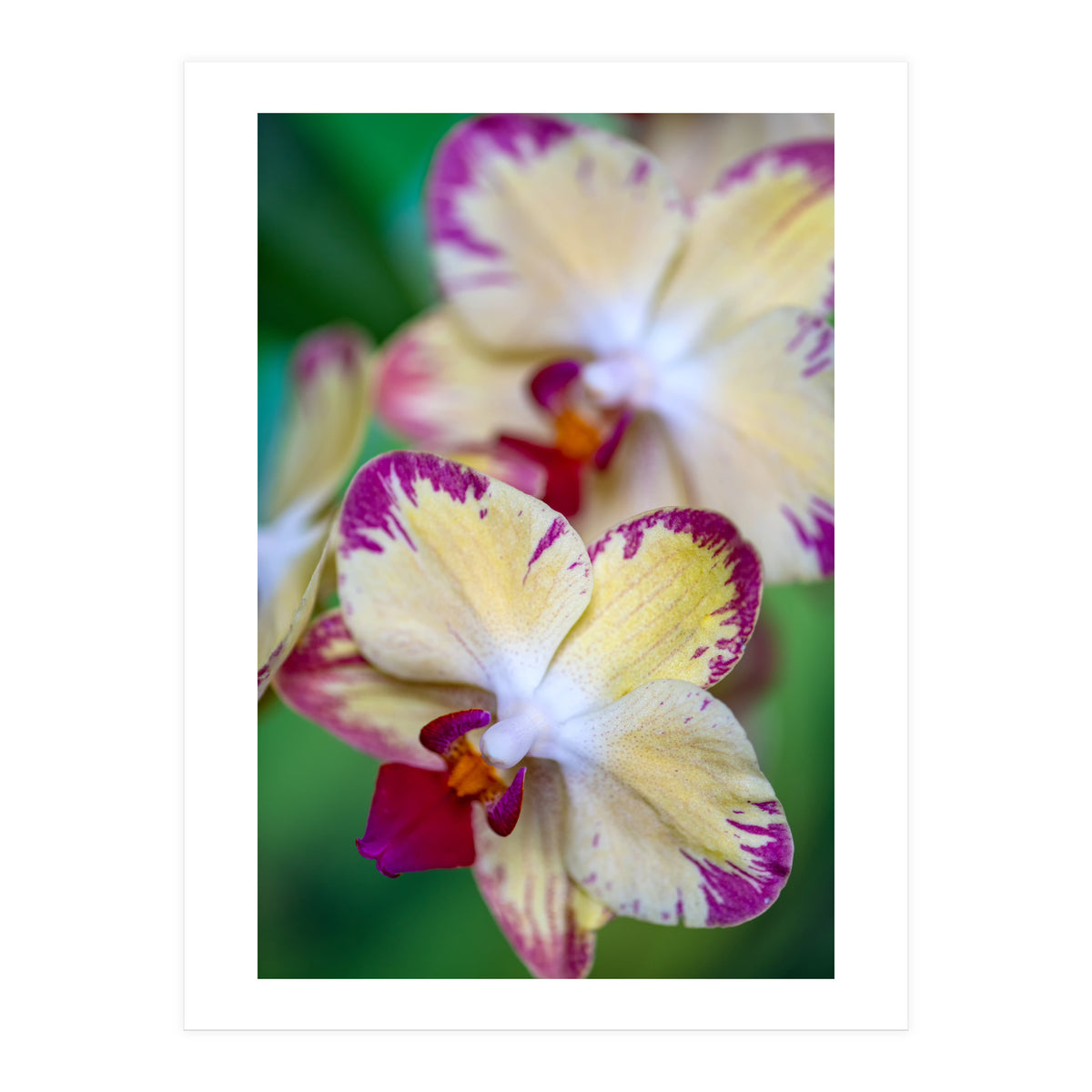 Orchidee Phalleanopsis (Print Only)
