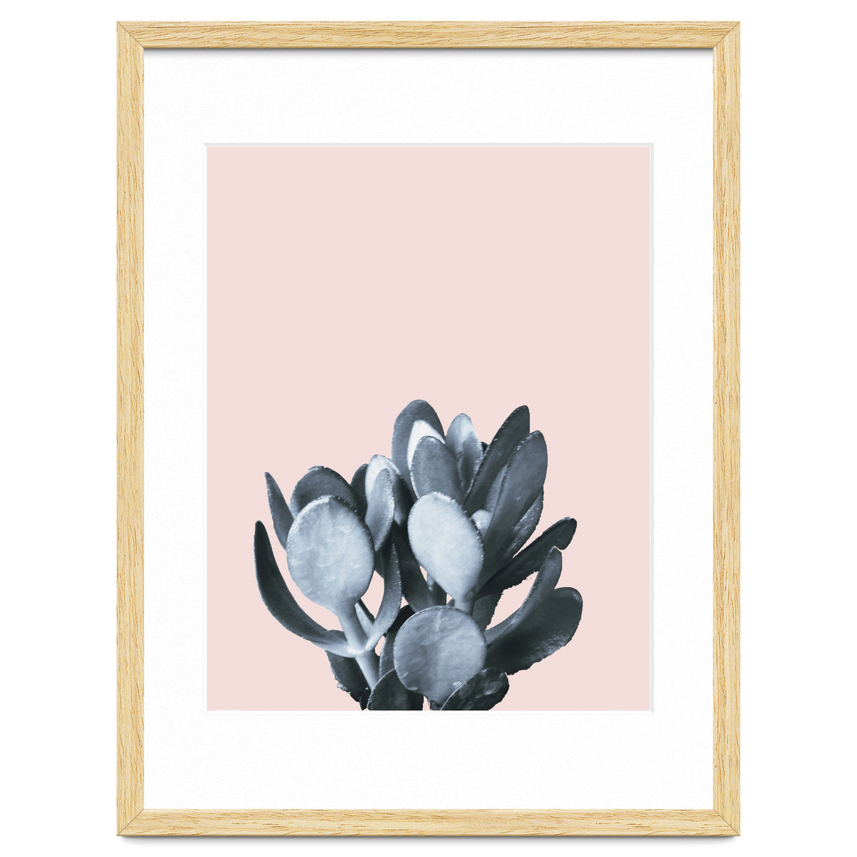 Cactus collection BL-II