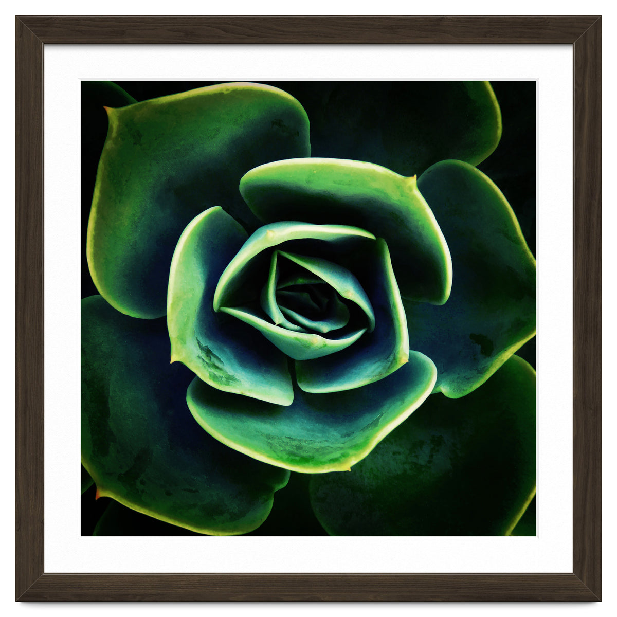 DARKSIDE OF SUCCULENTS XIV