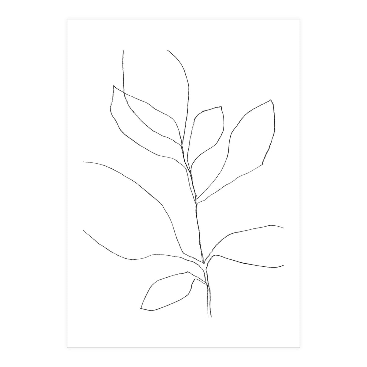 Seven Leaf Plant (Print Only)