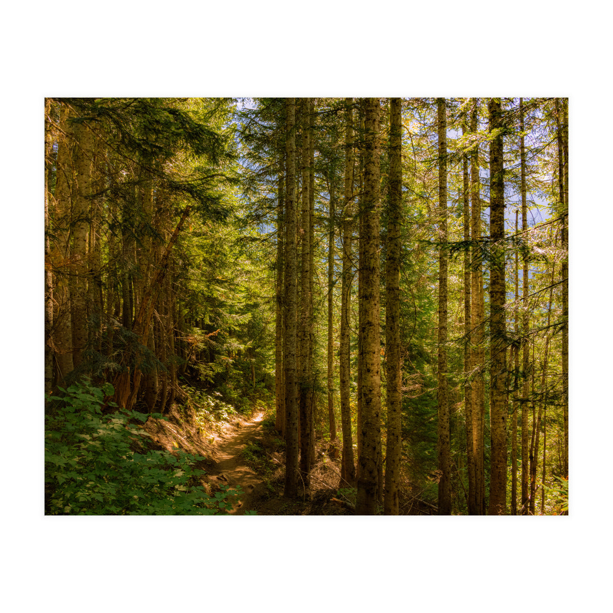 Cascade Trail (Print Only)