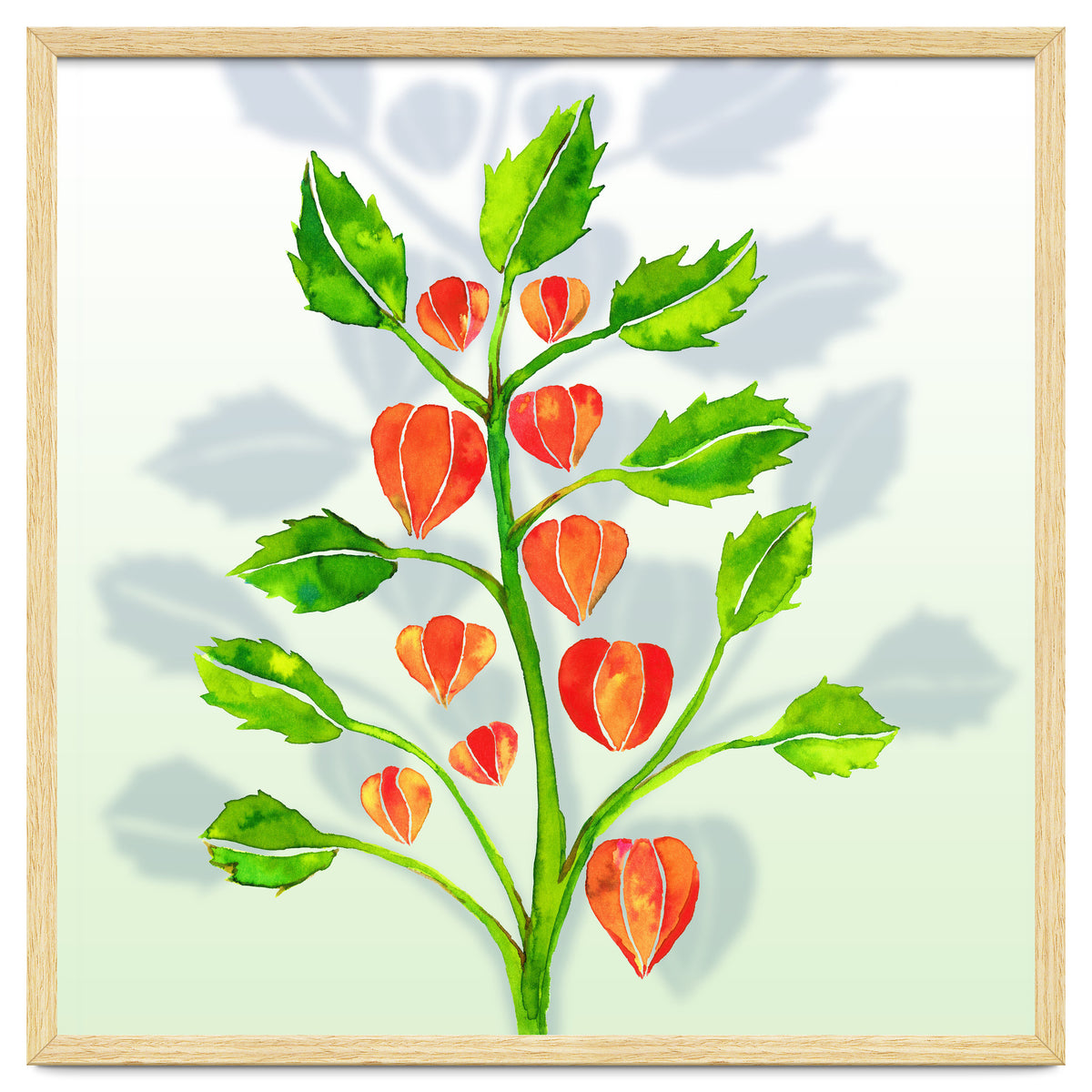 Physalis
