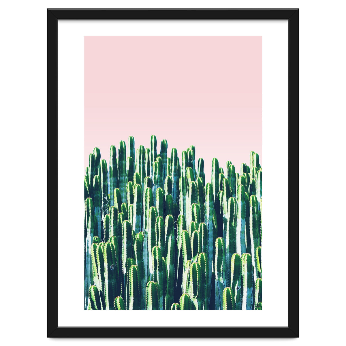 Cactus & Sunset II