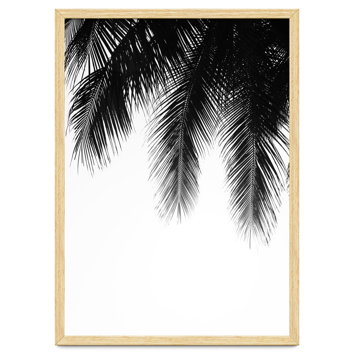 Palm leaves