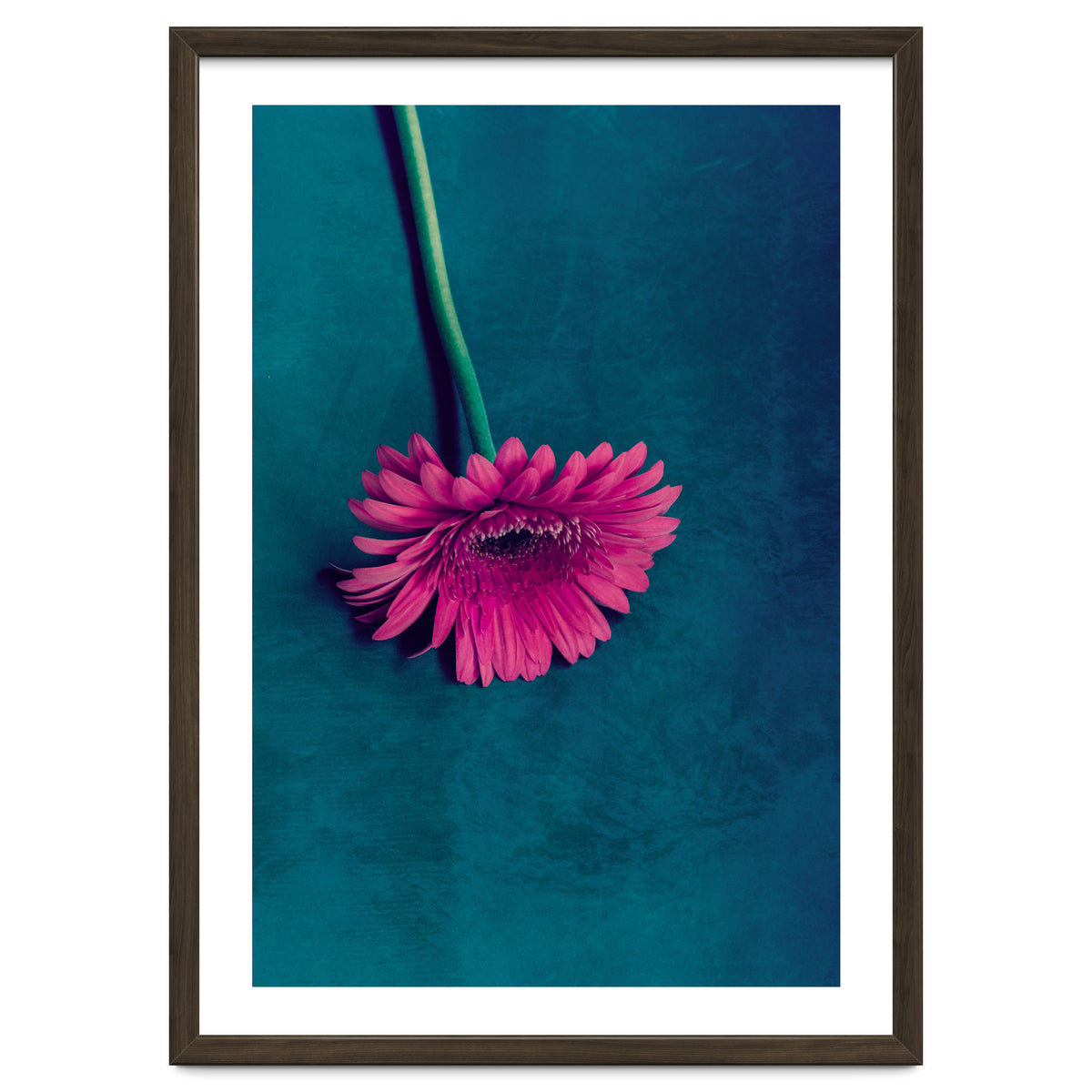 Gerbera for love