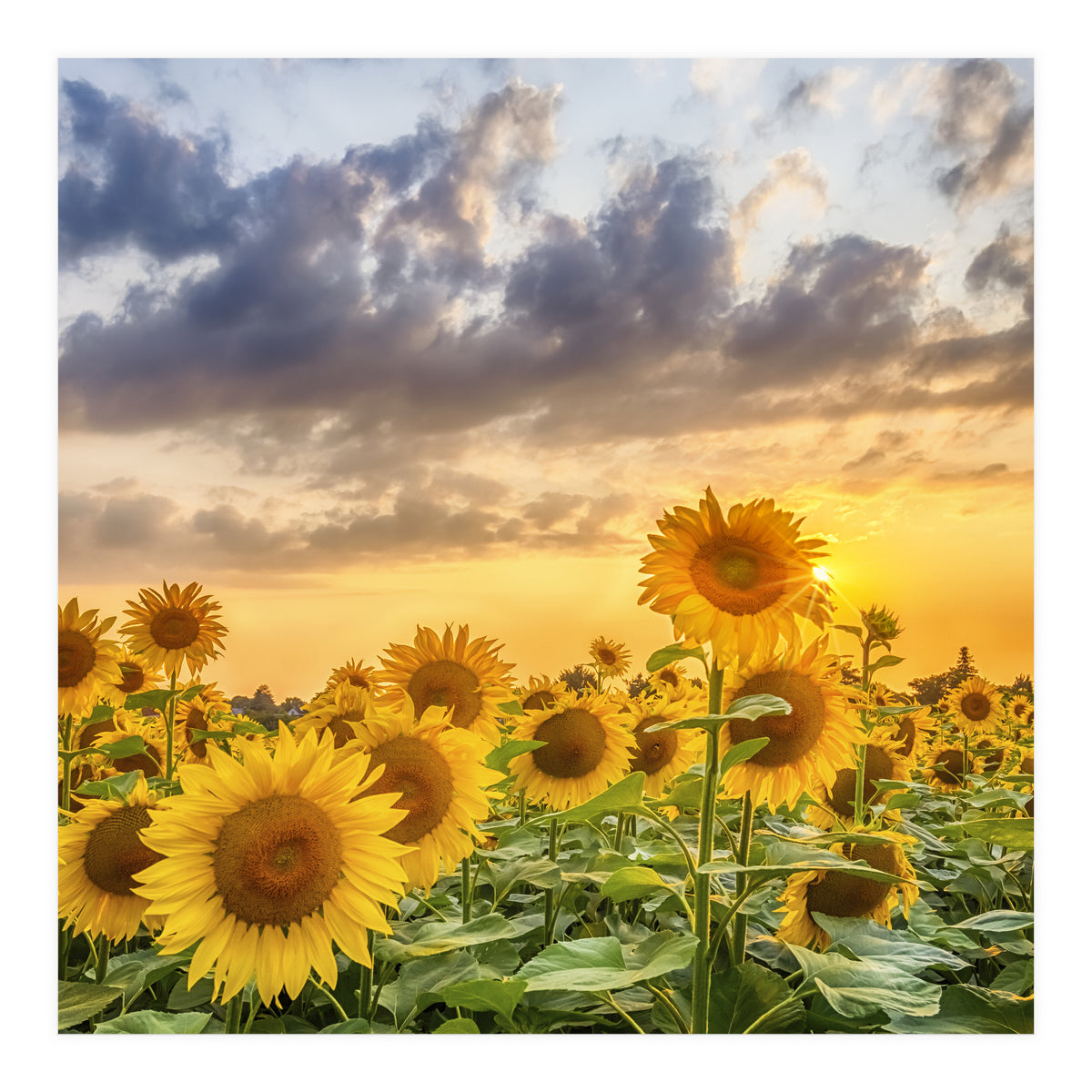 Sunflowers in sunset (Print Only)