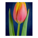 Tulip (Print Only) thumbnail