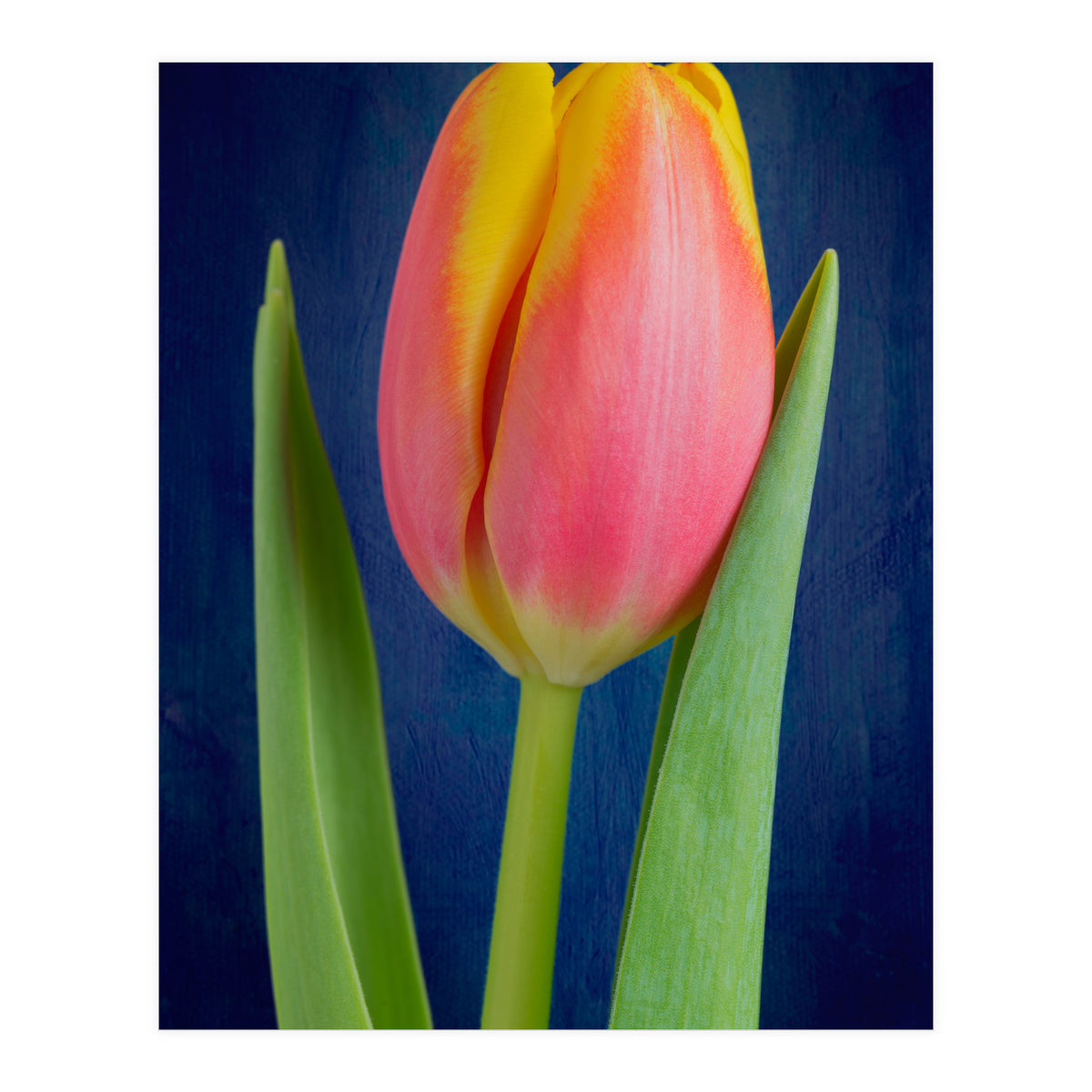 Tulip (Print Only)