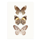 Cc Butterflies 06 (Print Only) thumbnail