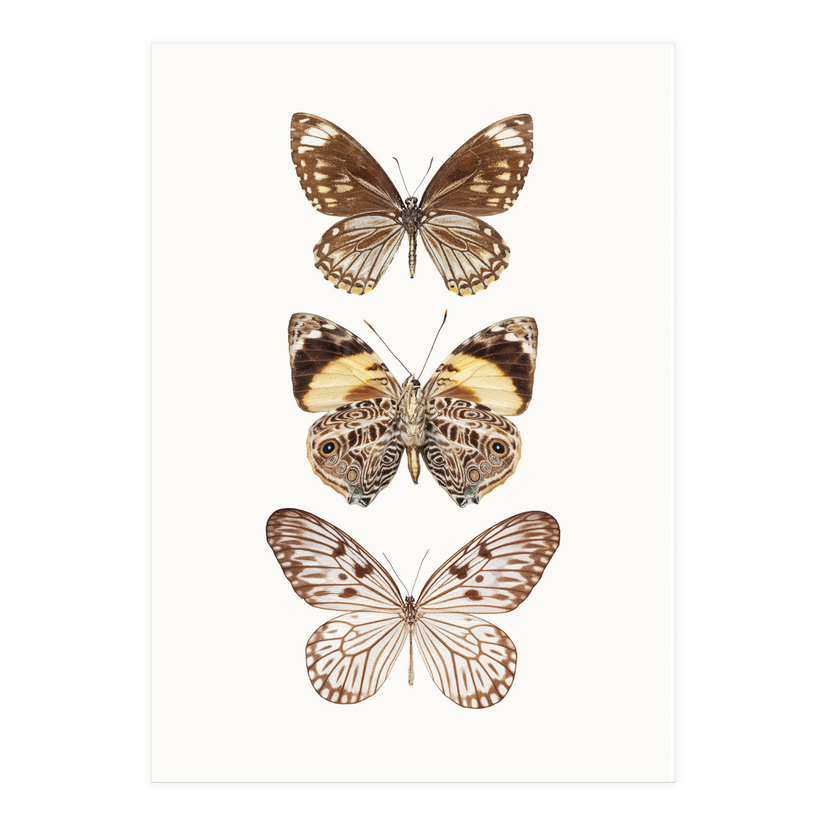 Cc Butterflies 06 (Print Only)