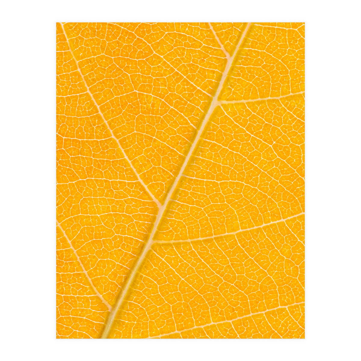 Autumn Leaf (Print Only)