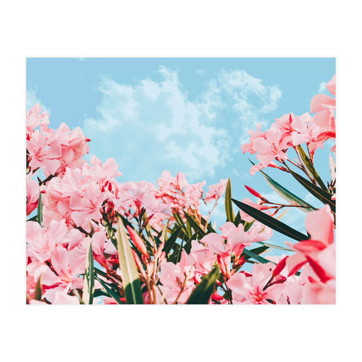 Blush Blossom II (Print Only)