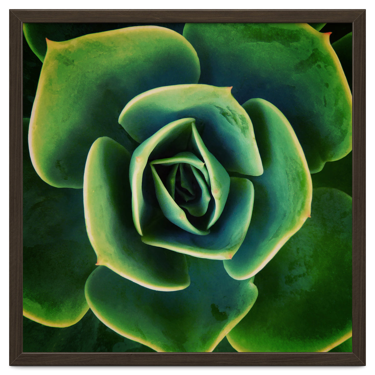 DARKSIDE OF SUCCULENTS XIII