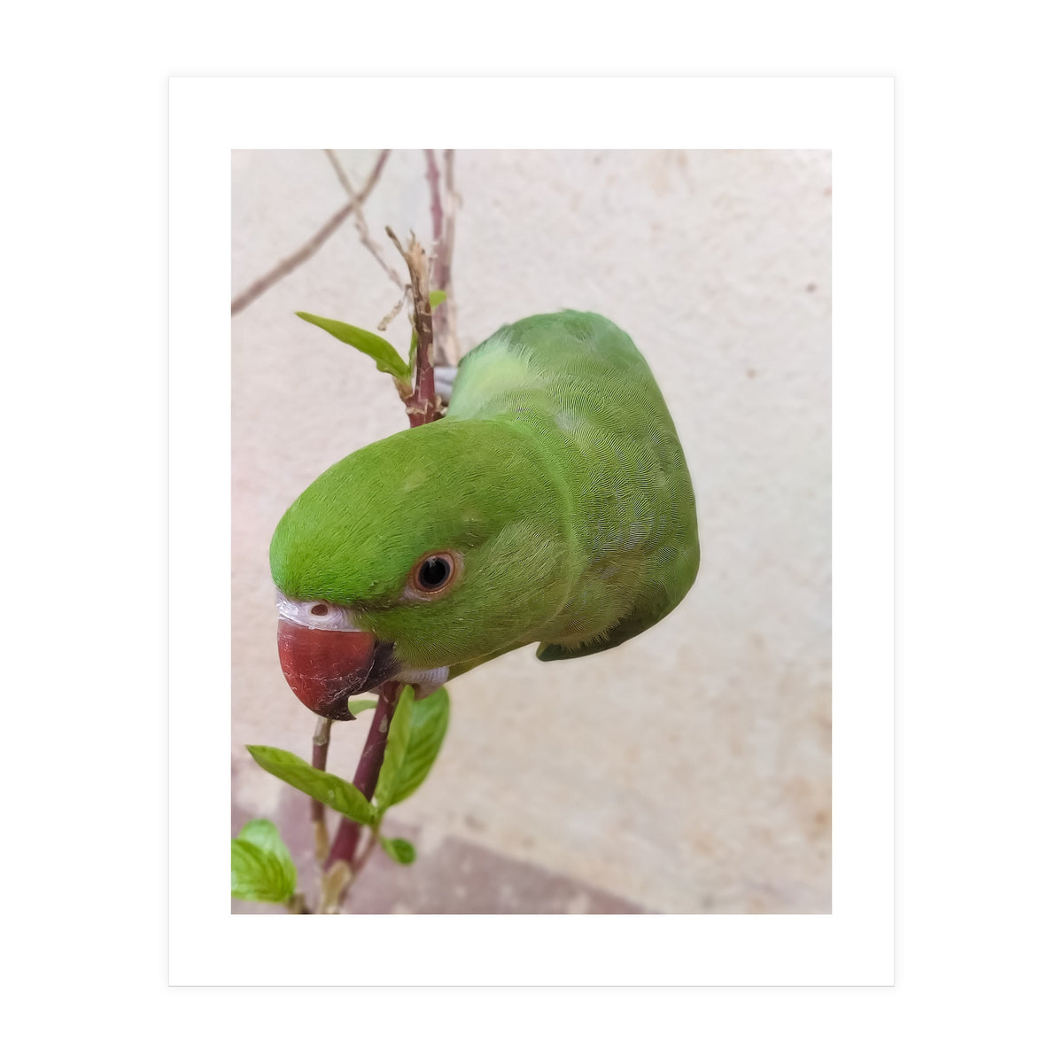 Cute Parrot (Print Only)