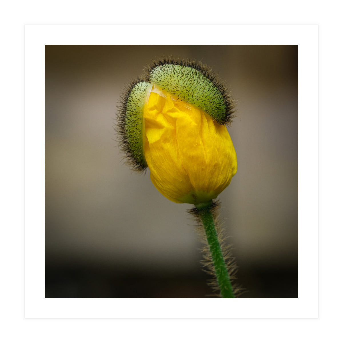 Yellow Poppy Opening  (Print Only)