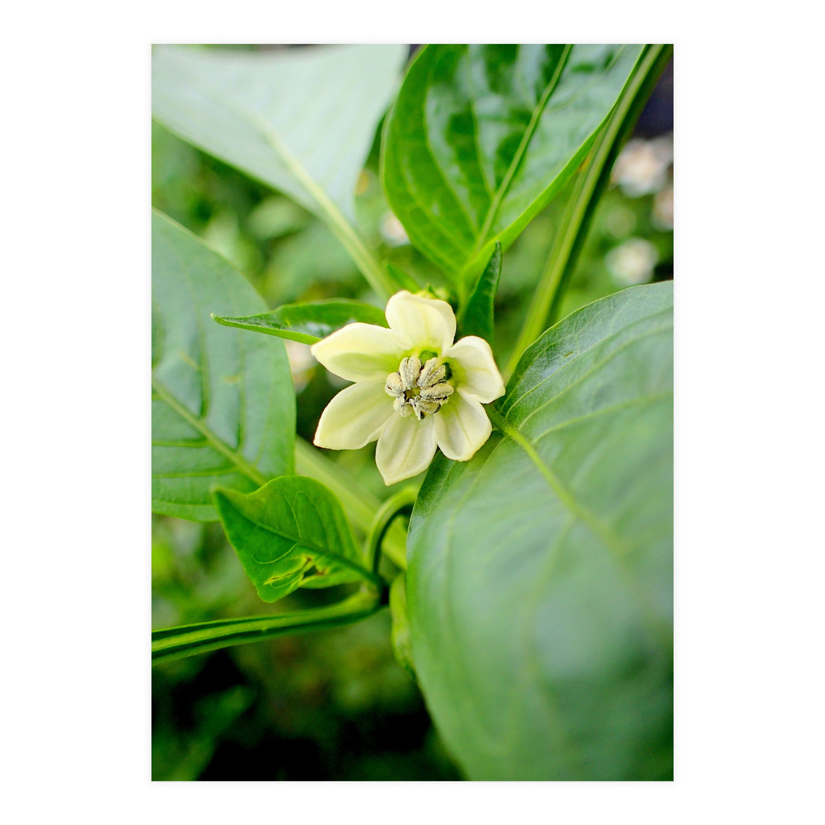 Blossom (Print Only)