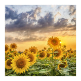Sunflowers in sunset (Print Only) thumbnail