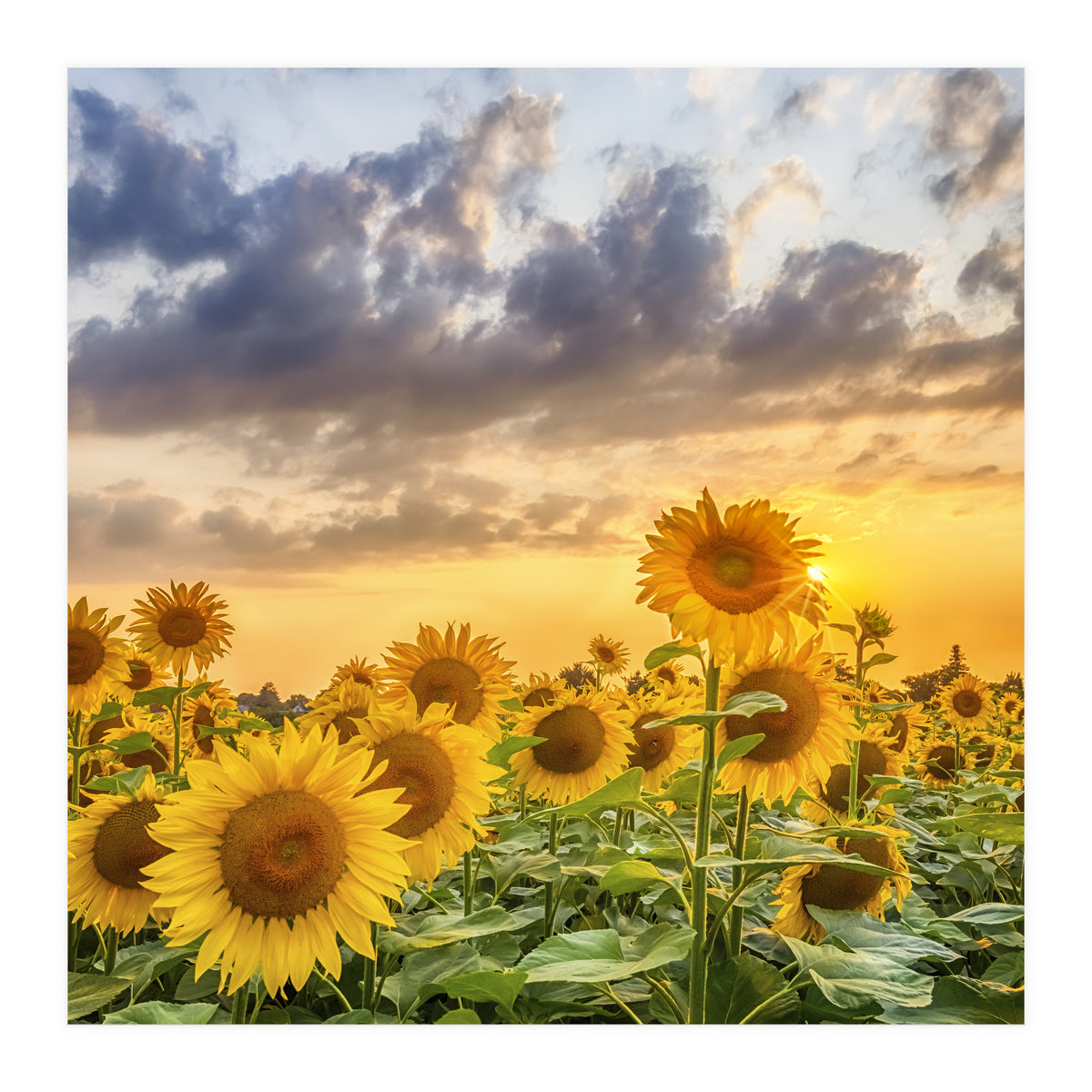 Sunflowers in sunset (Print Only)