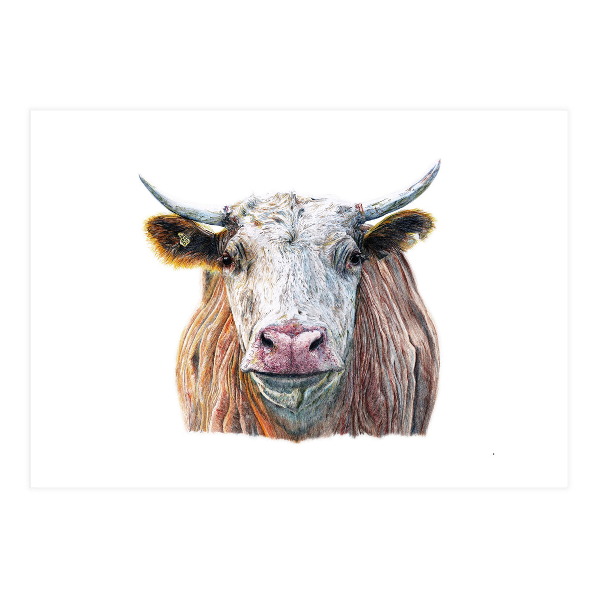 Cow No.1 (Print Only)