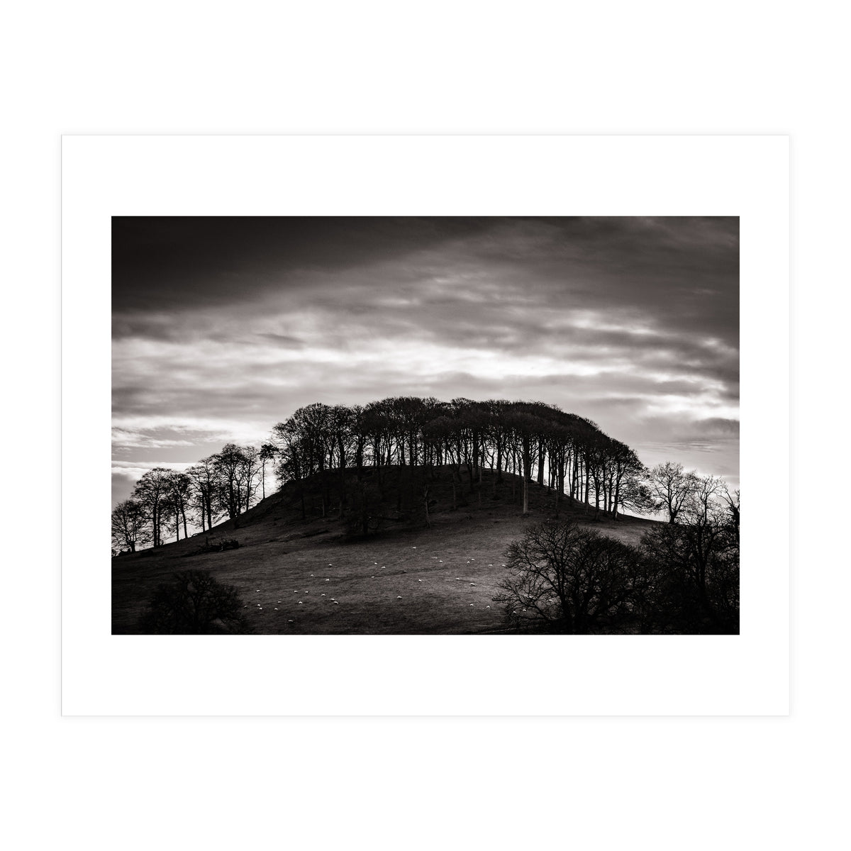 Trees in Silhouette (Print Only)