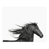 Dark Horse (Print Only) thumbnail