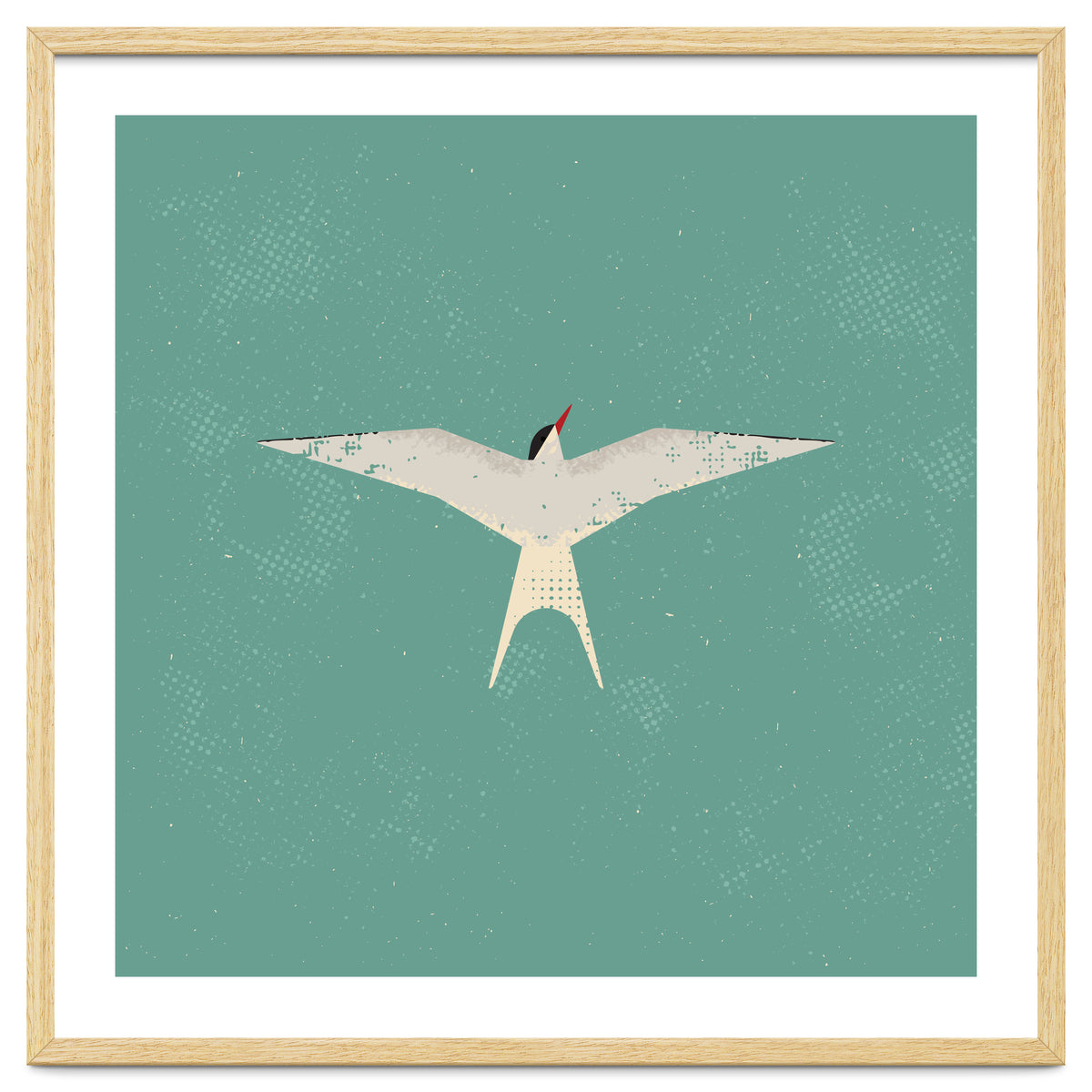 Arctic Tern