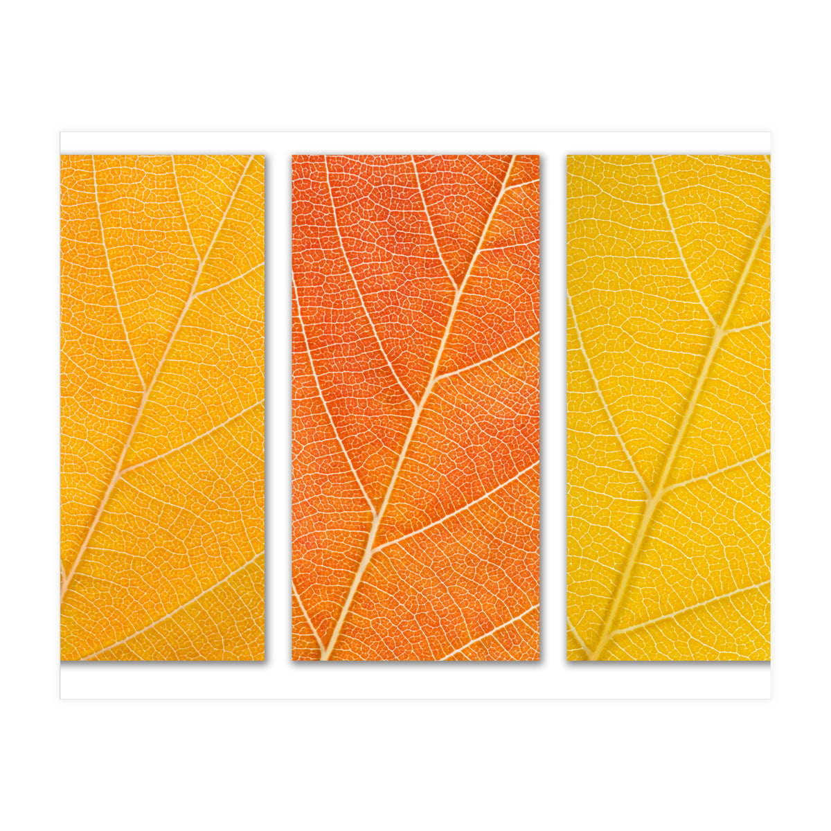 Autumn Leaves (Print Only)