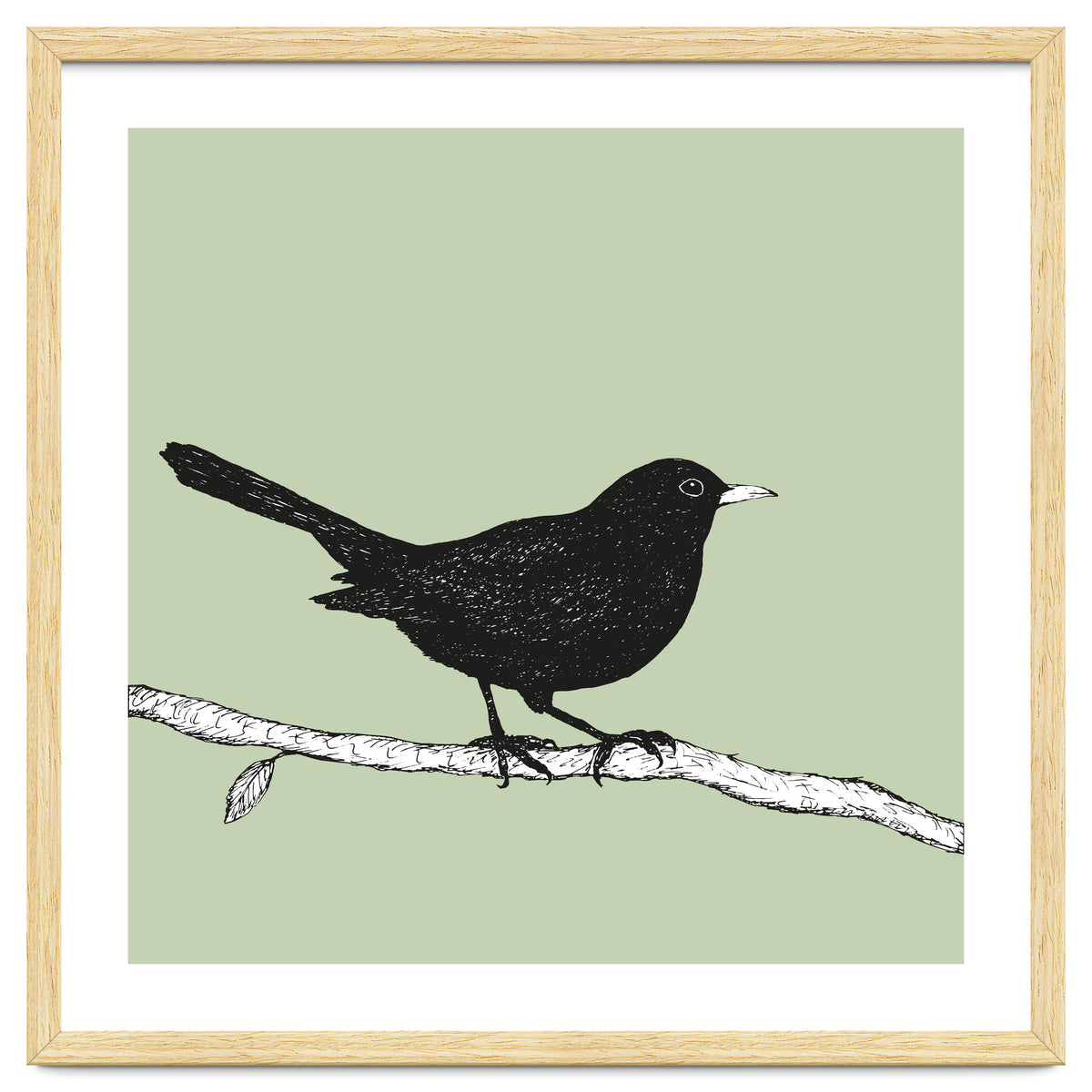 Blackbird pen drawing
