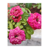 Blooming Roses (Print Only) thumbnail