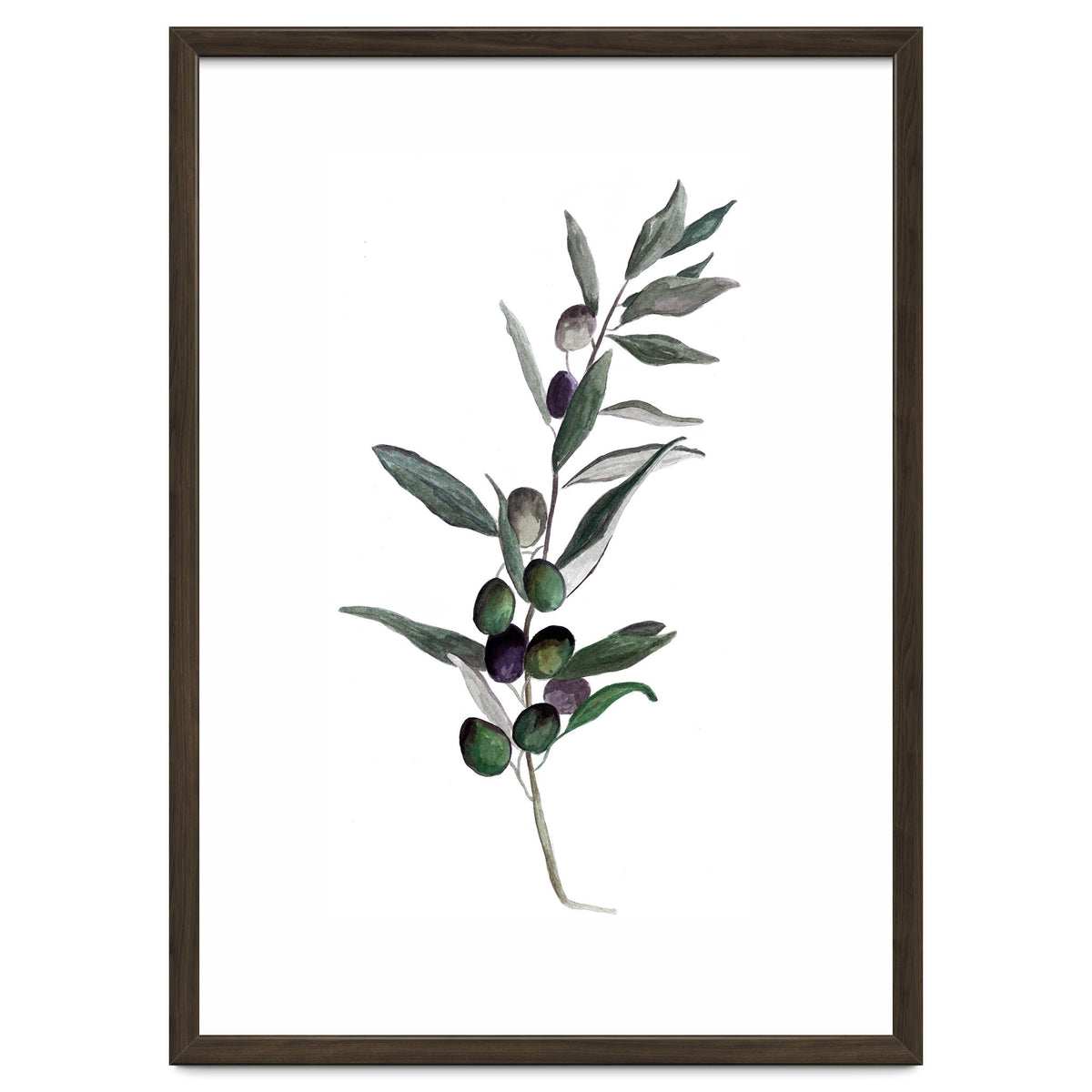 Botanical Illustration Olive