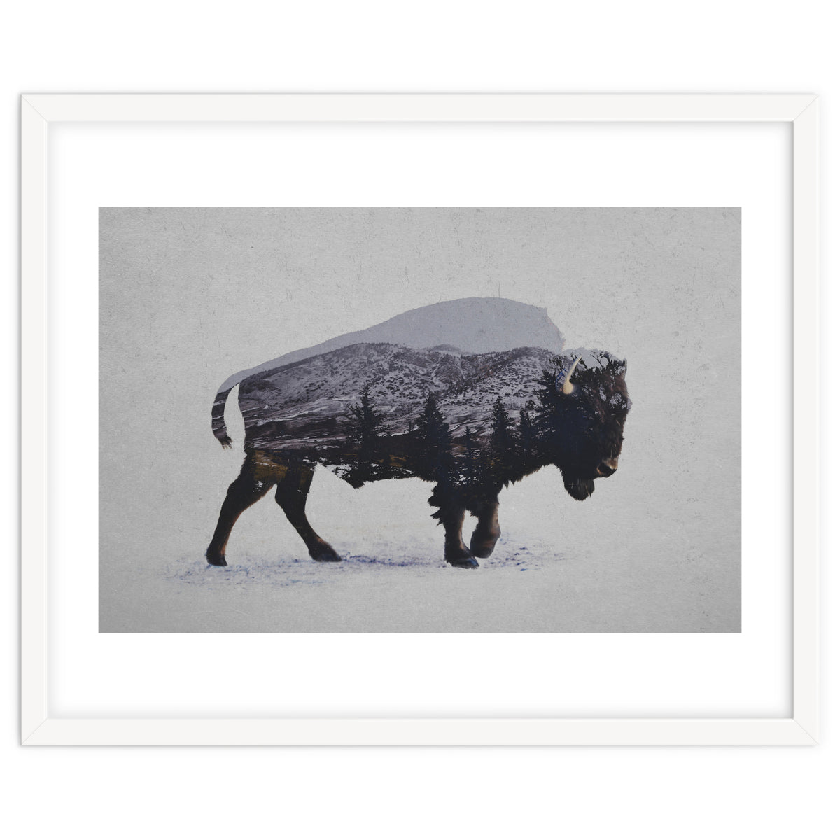 The American Bison