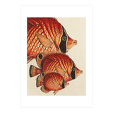 Fish Classic Designs 2 (Print Only) thumbnail