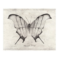 Marpesia Petreus (Print Only)