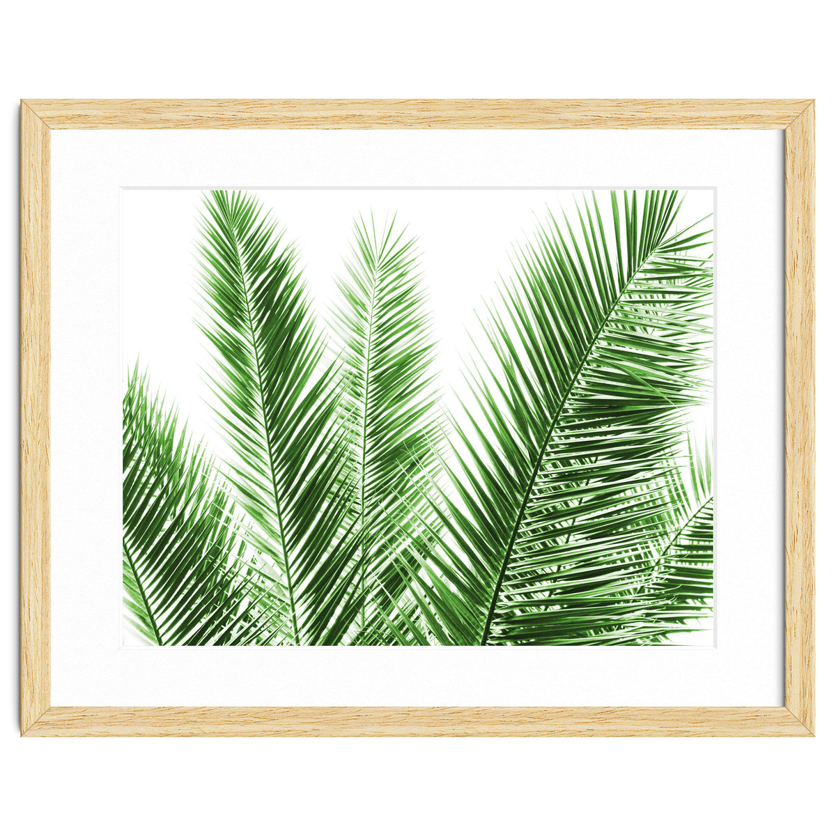 Palm Leaves