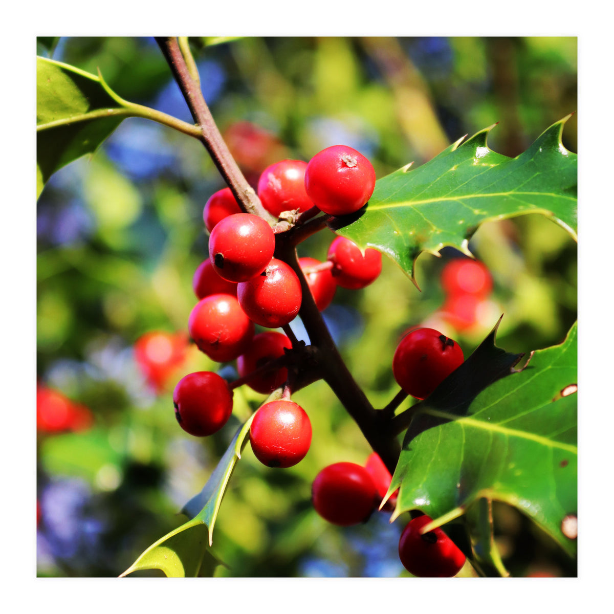 Fab454 Da 548 B 4252 8566 Cb9 Ccef07 Bda (Print Only)