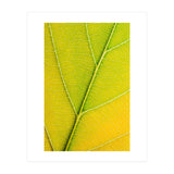Autumn Leaf (Print Only) thumbnail