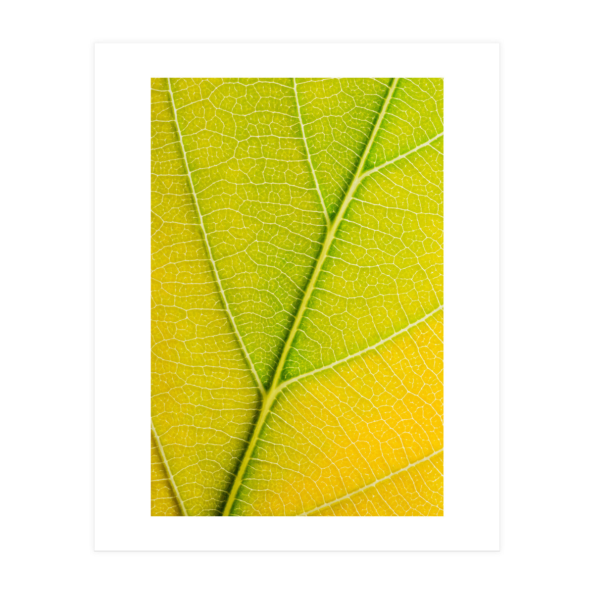 Autumn Leaf (Print Only)