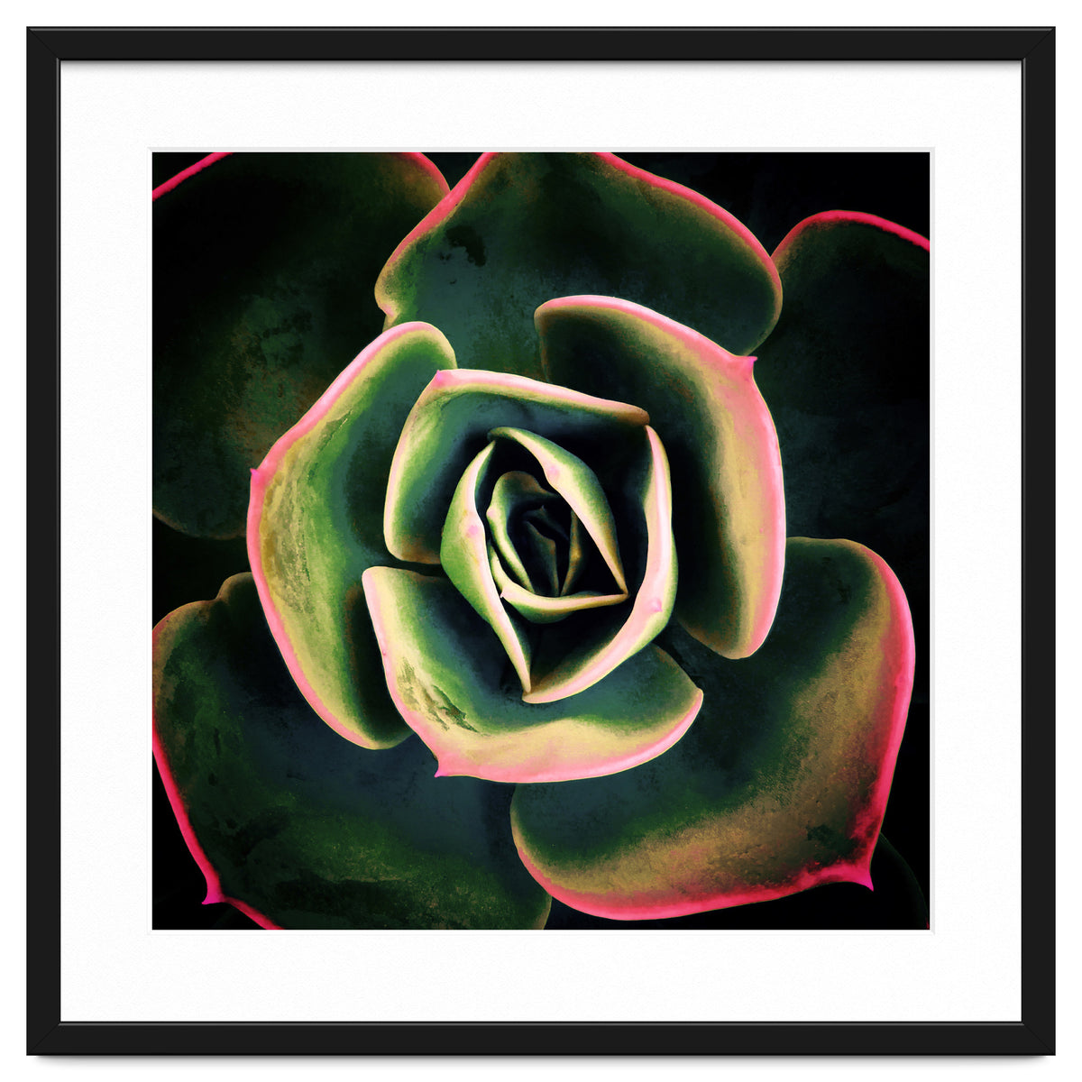 DARKSIDE OF SUCCULENTS XV