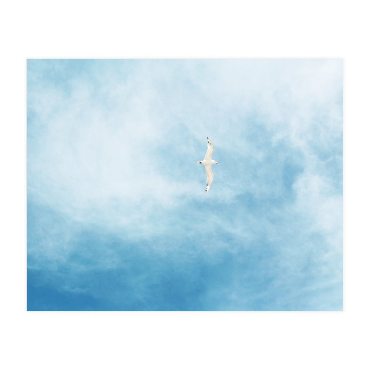 Seagull (Print Only)