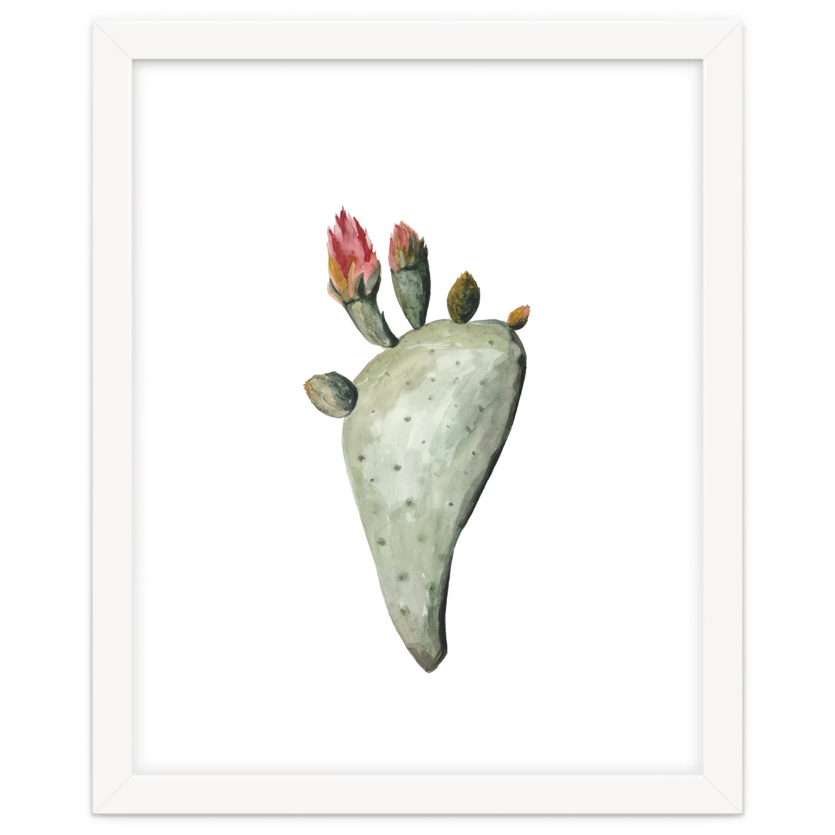 Botanical Illustration Cactus Flowers