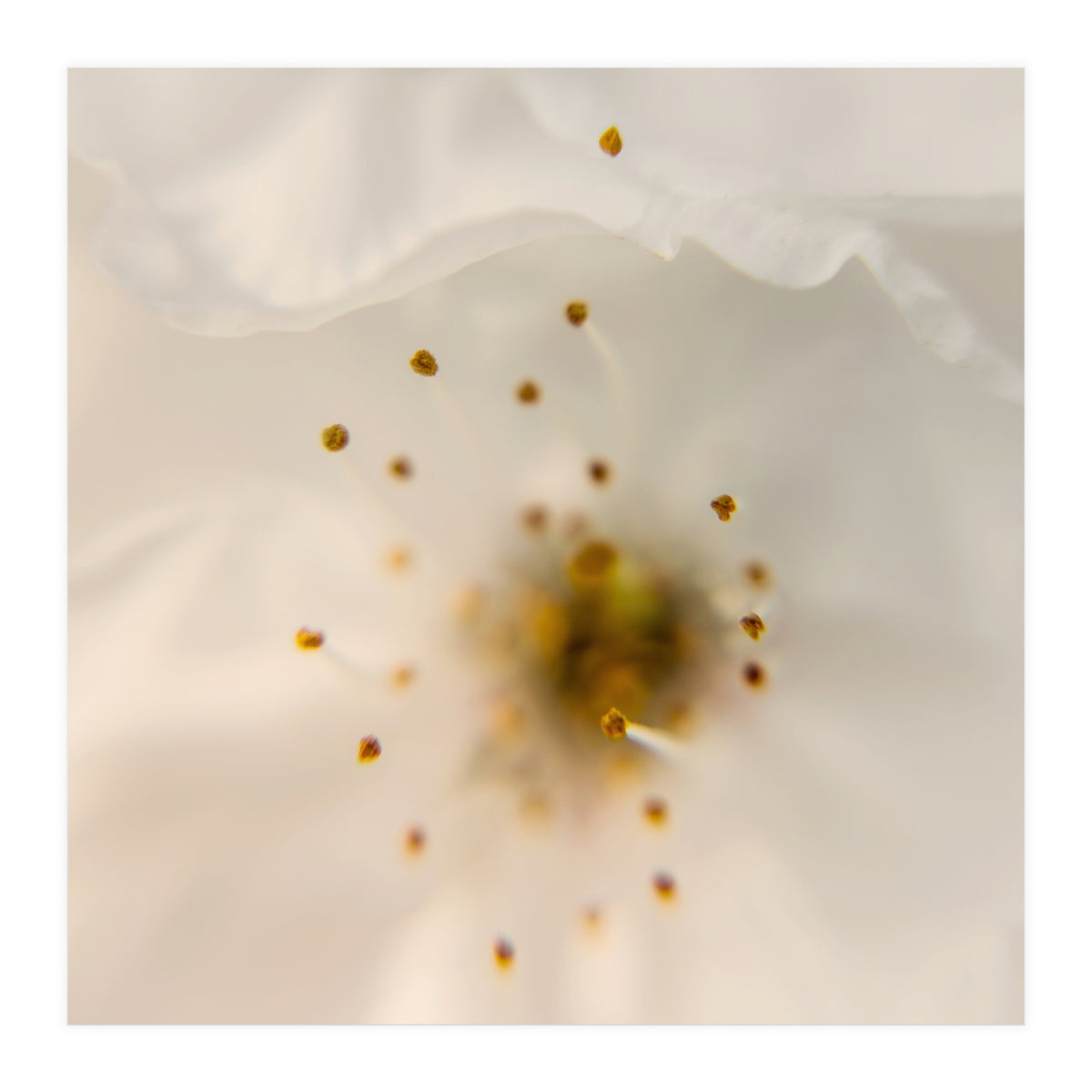 Milk Blossom (Print Only)