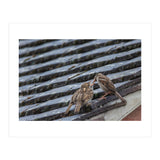 Feeding (Print Only) thumbnail